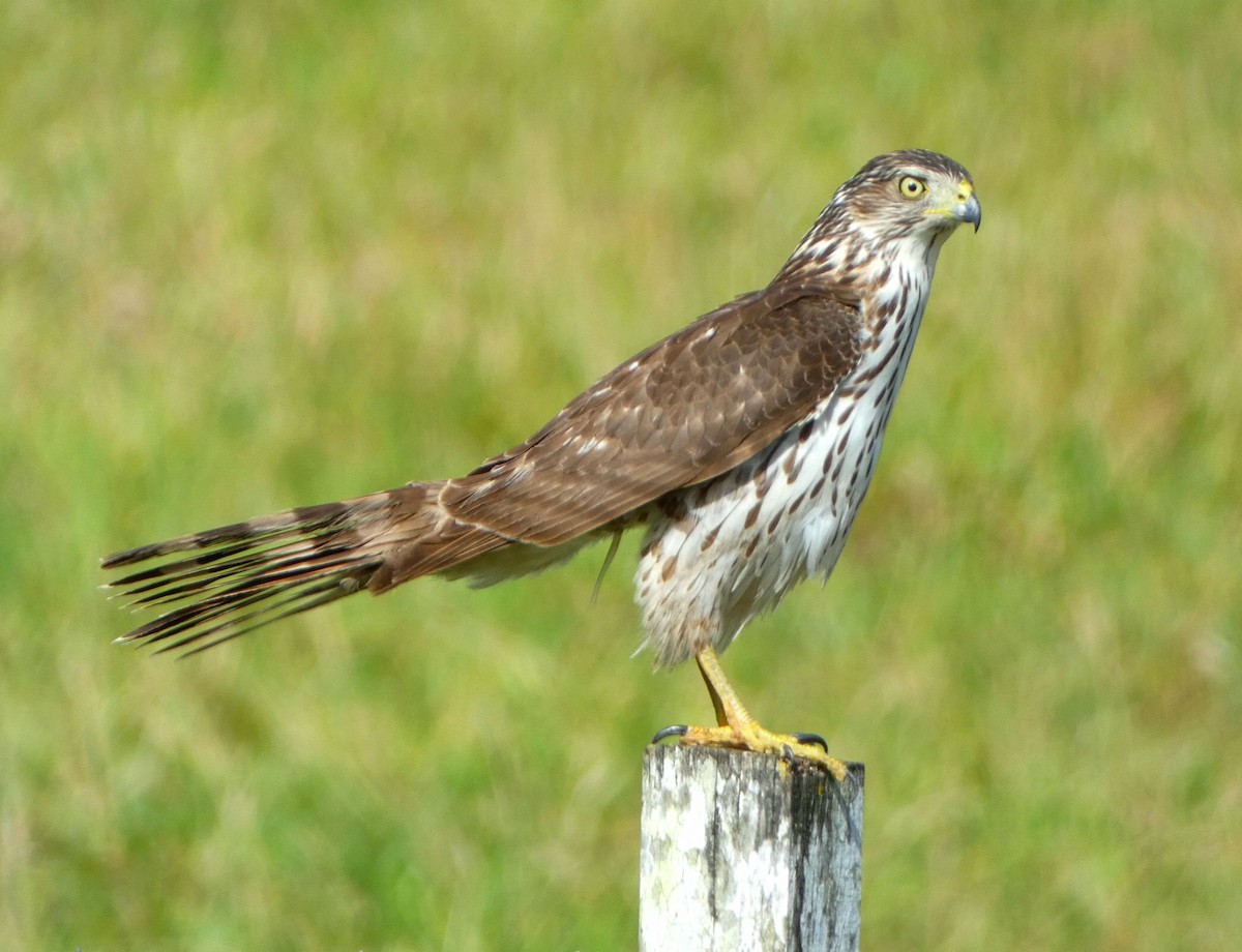 Cooper's Hawk - ML518143341