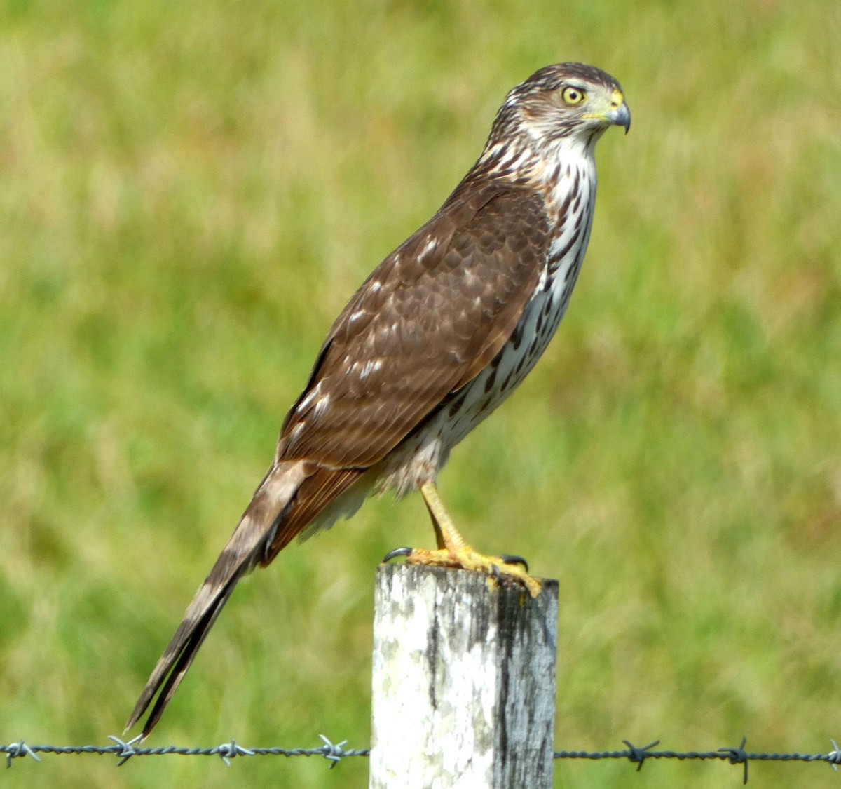 Cooper's Hawk - ML518143351