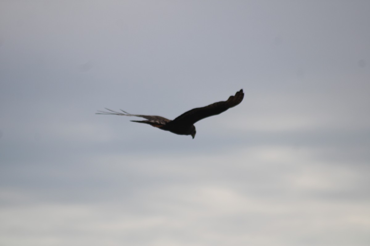 Long-winged Harrier - ML518144081