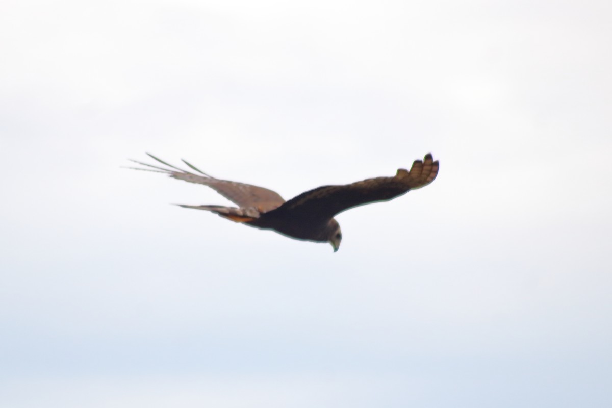 Long-winged Harrier - ML518144091