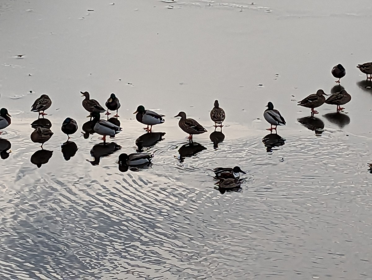 Northern Shoveler - Jacob Fogle