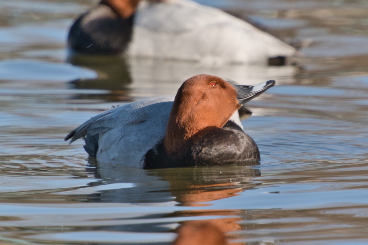 Common Pochard - ML518144641