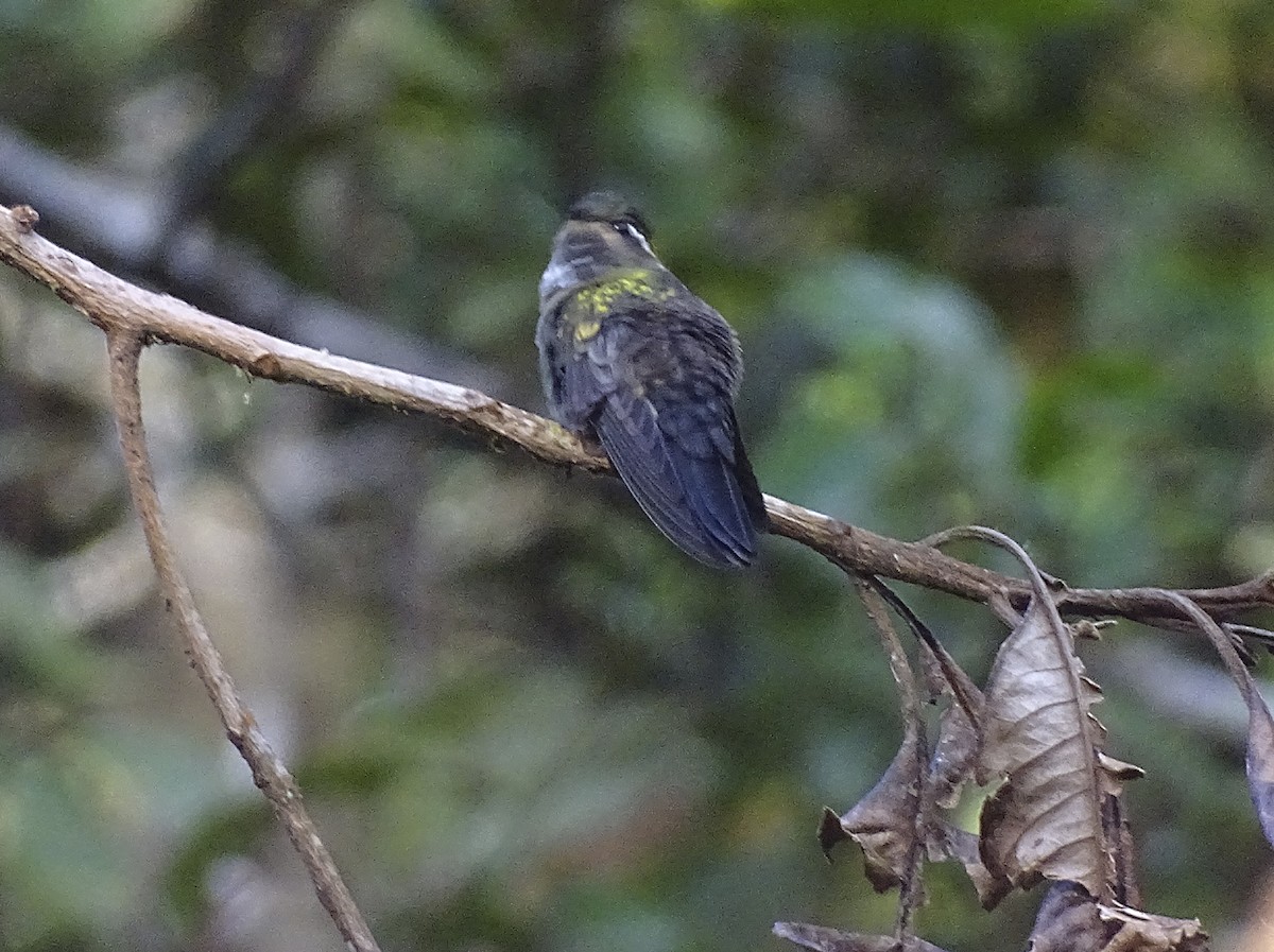 Colibri vert-d'eau - ML518144941