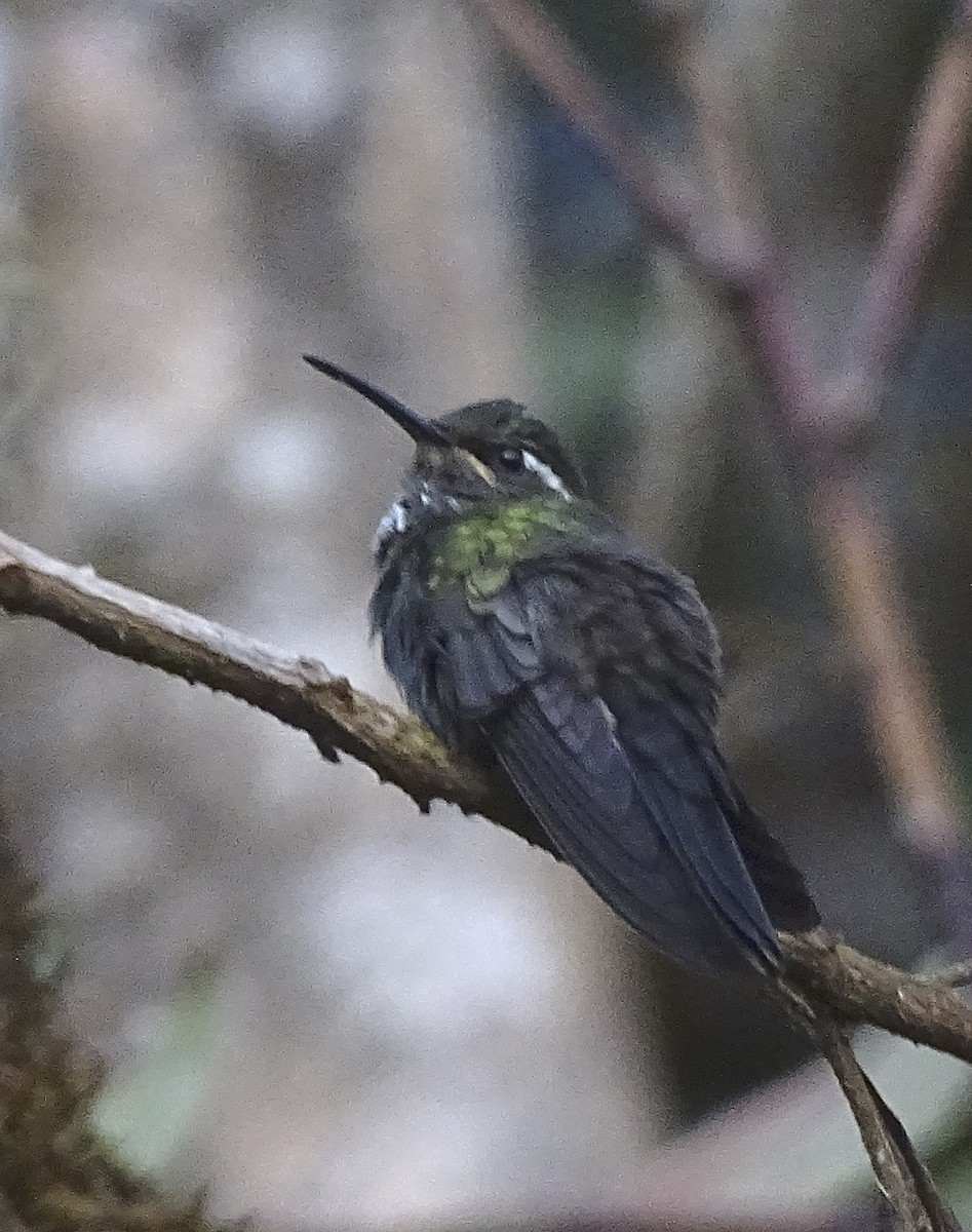 Green-throated Mountain-gem - ML518144951