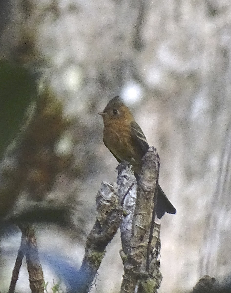 Mosquero Moñudo Común (phaeocercus/tenuirostris) - ML518145071