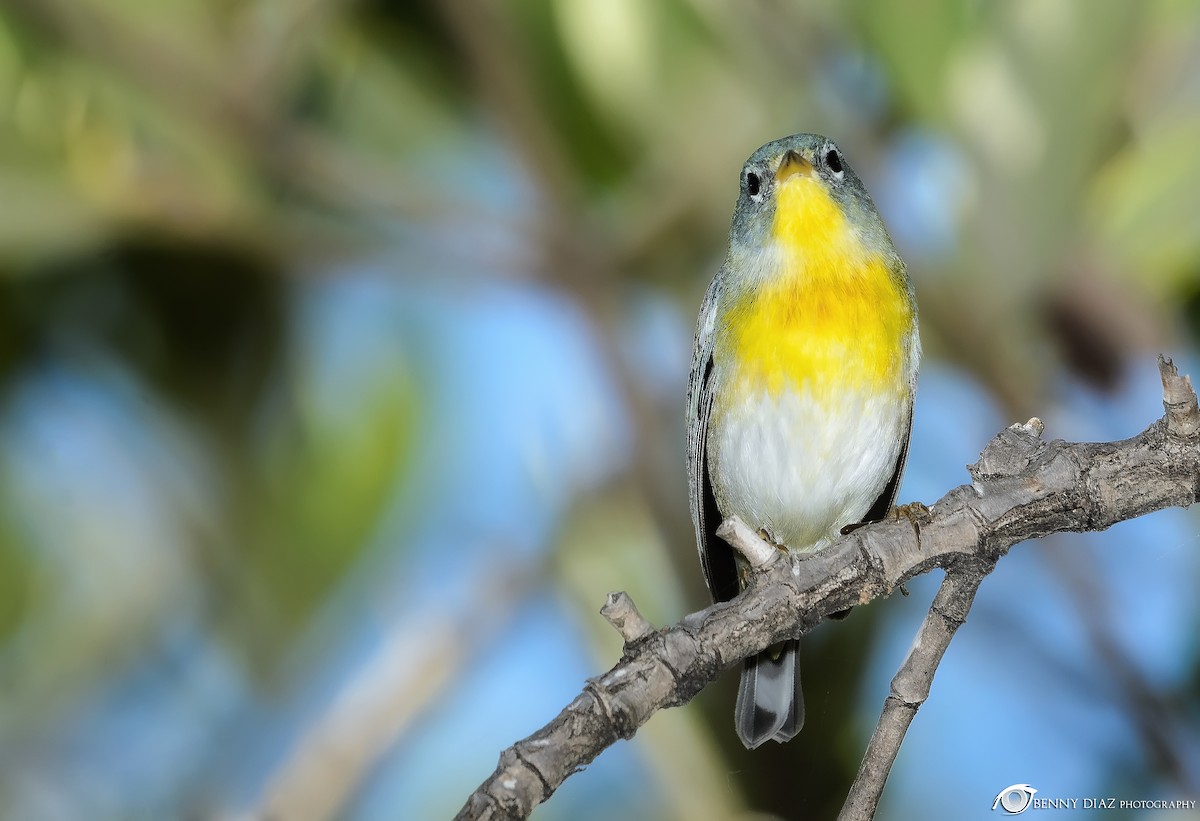 Northern Parula - ML51814511