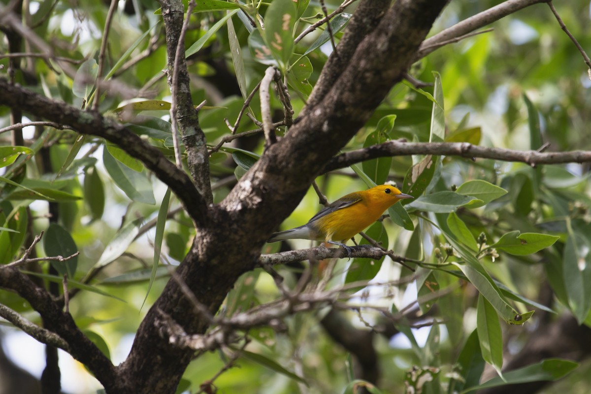 Prothonotary Warbler - ML518146131