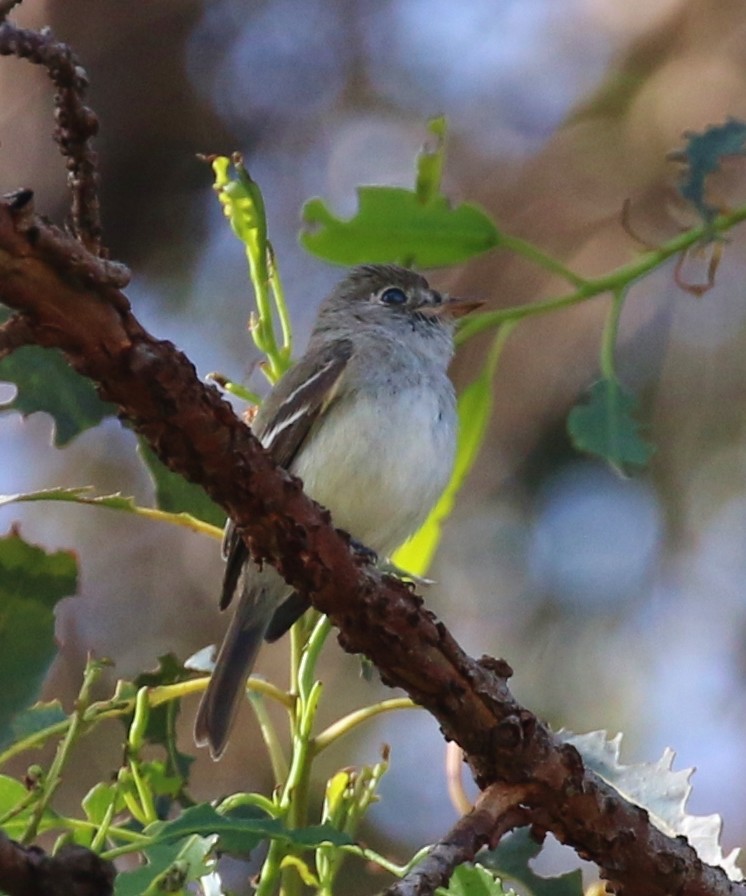 Least Flycatcher - ML51814641