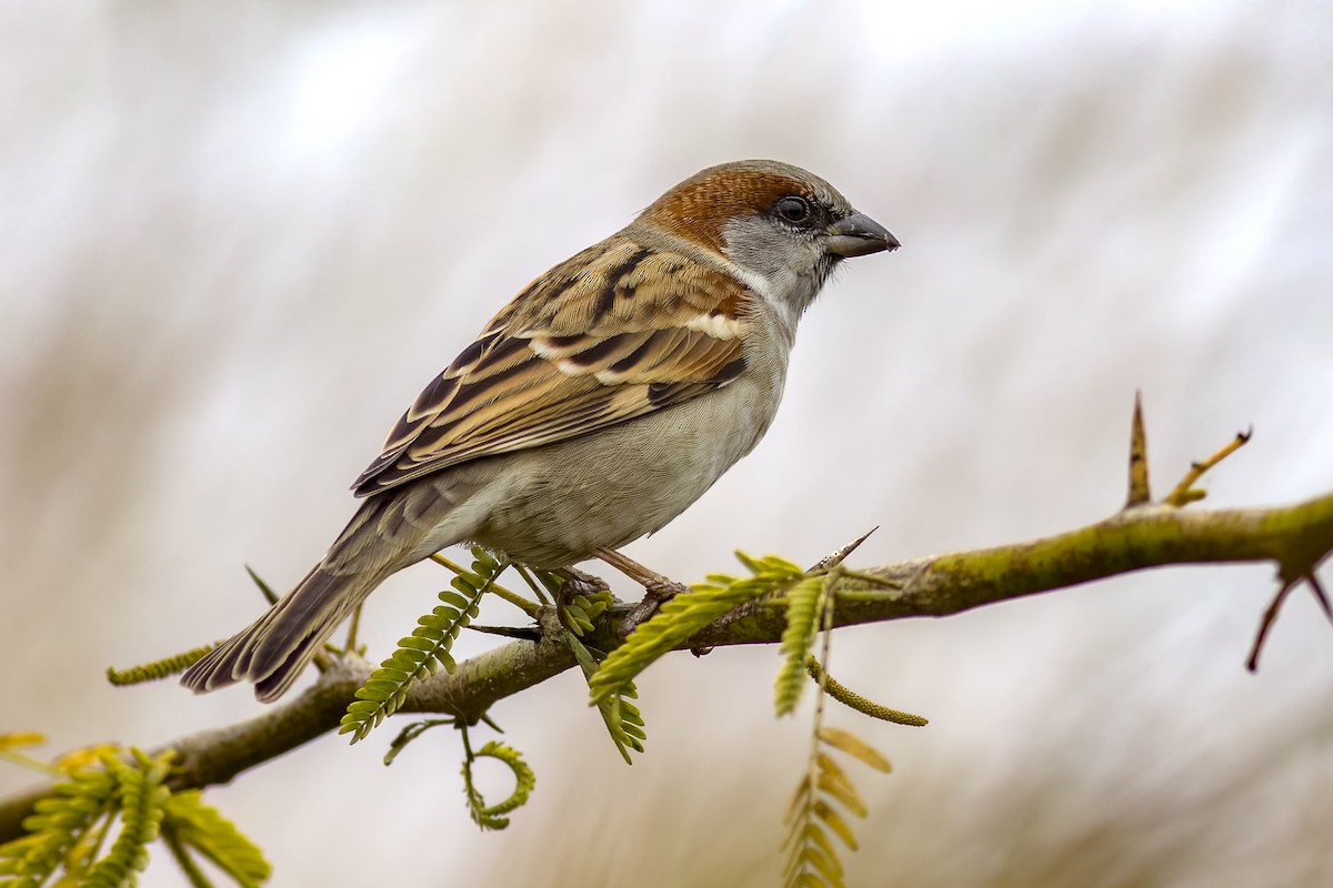 Moineau du Sind - ML518147321