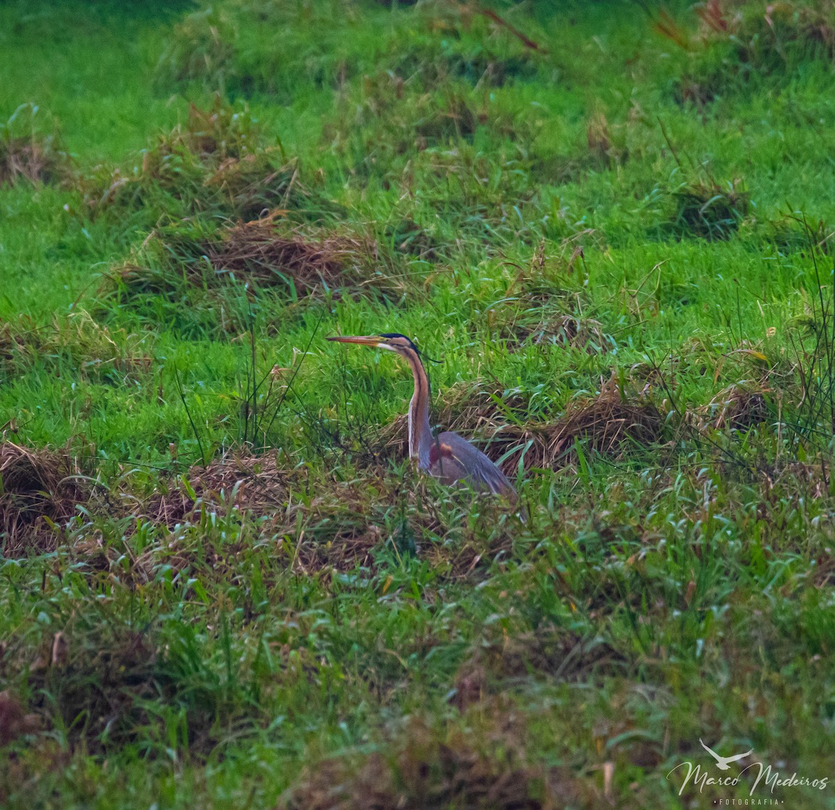 Purple Heron - ML518149901