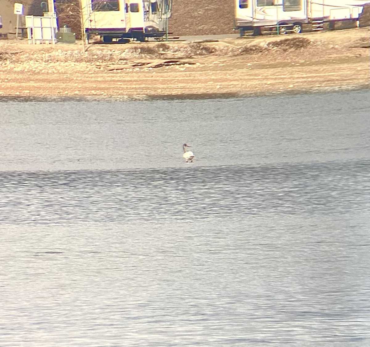 Tundra Swan - ML518150151