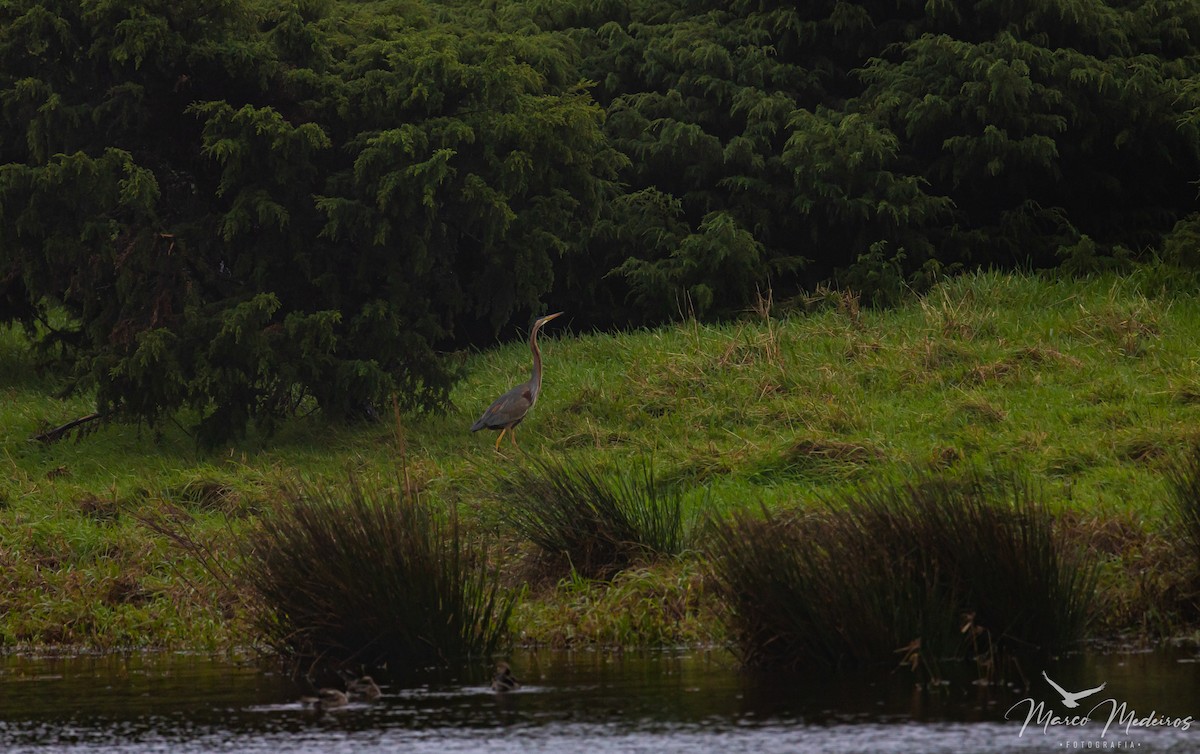 Purple Heron - ML518150171