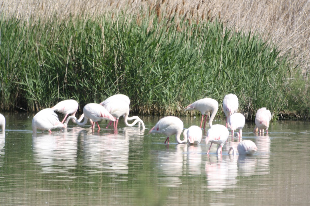 Greater Flamingo - ML518150461