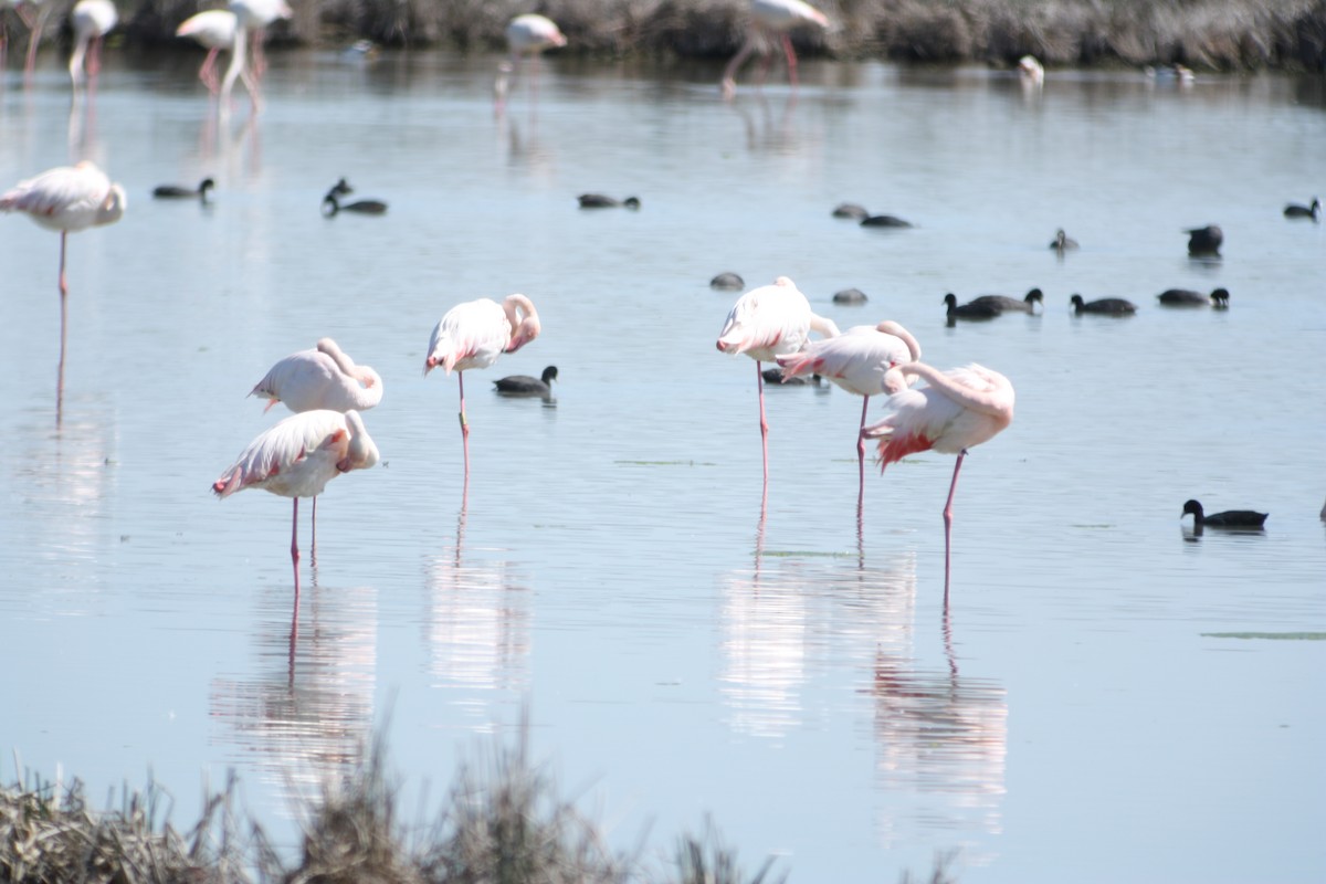 Greater Flamingo - ML518150511