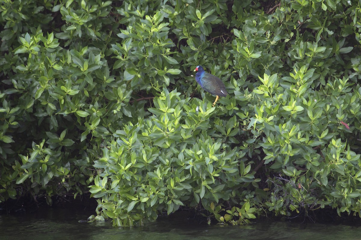 Purple Gallinule - ML518150591