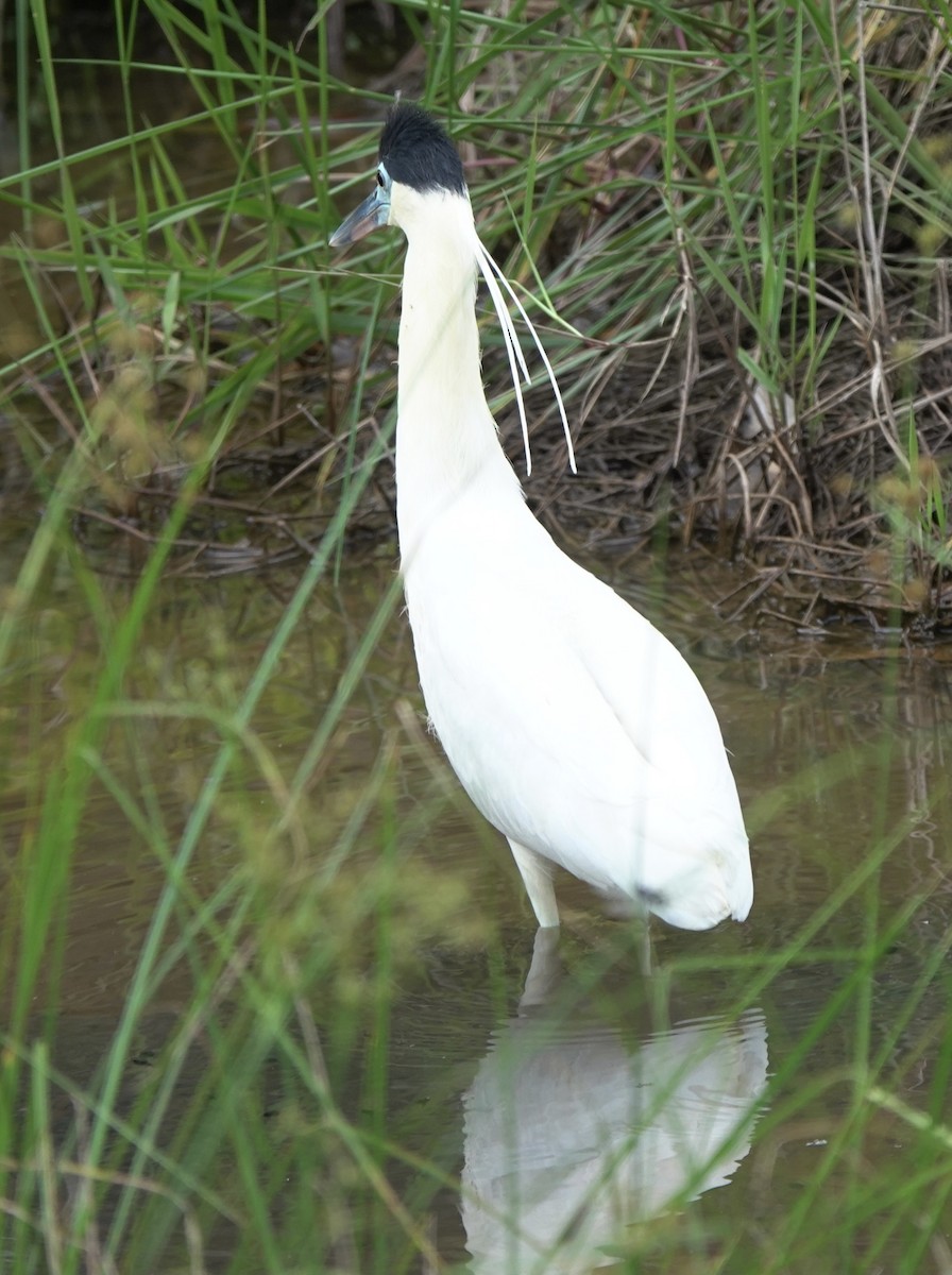 Capped Heron - Martin Kennewell