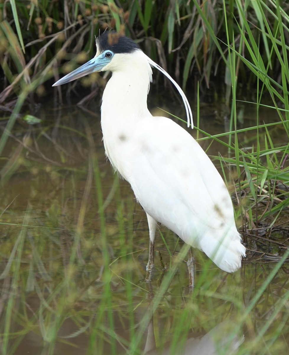 Capped Heron - ML518152191