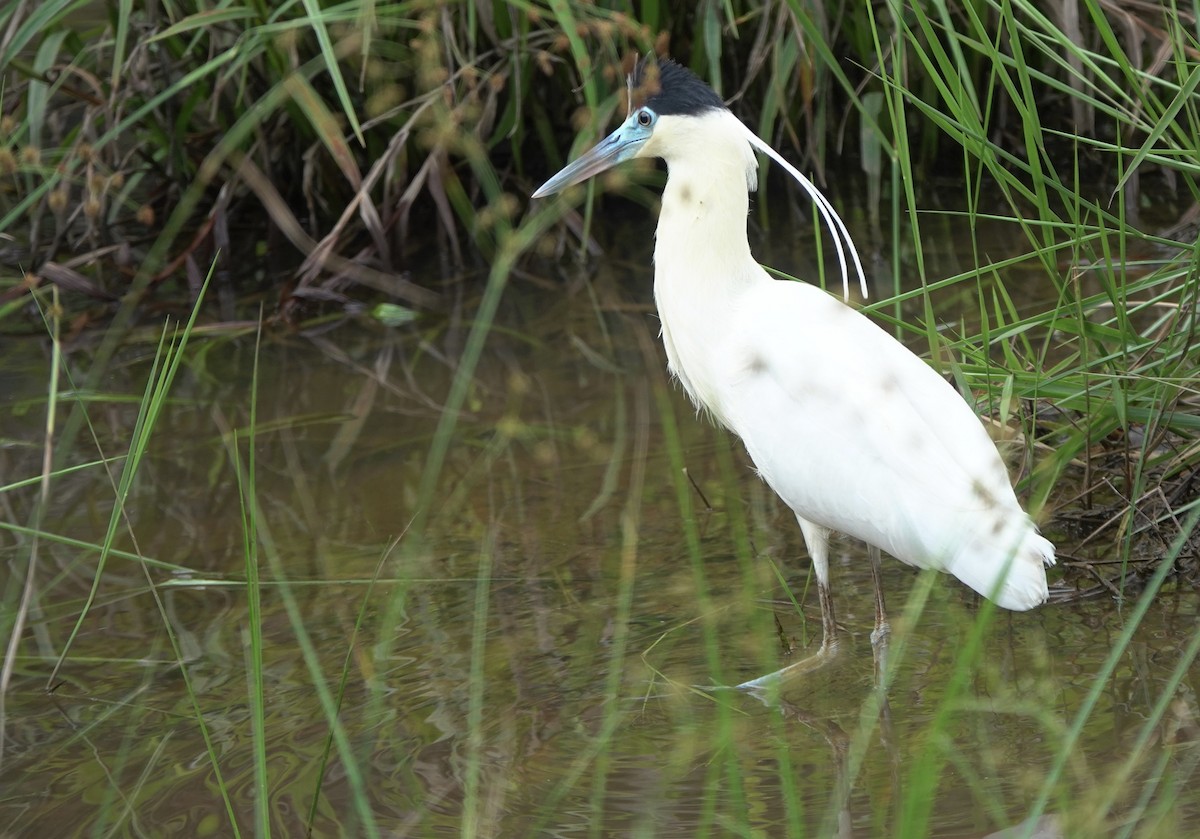 Capped Heron - ML518152201