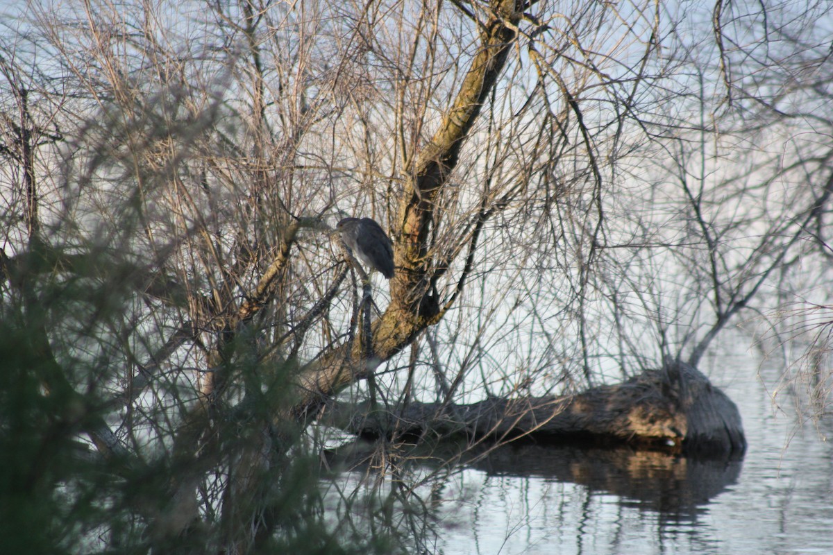 Black-crowned Night Heron - Miguel Martín Jiménez