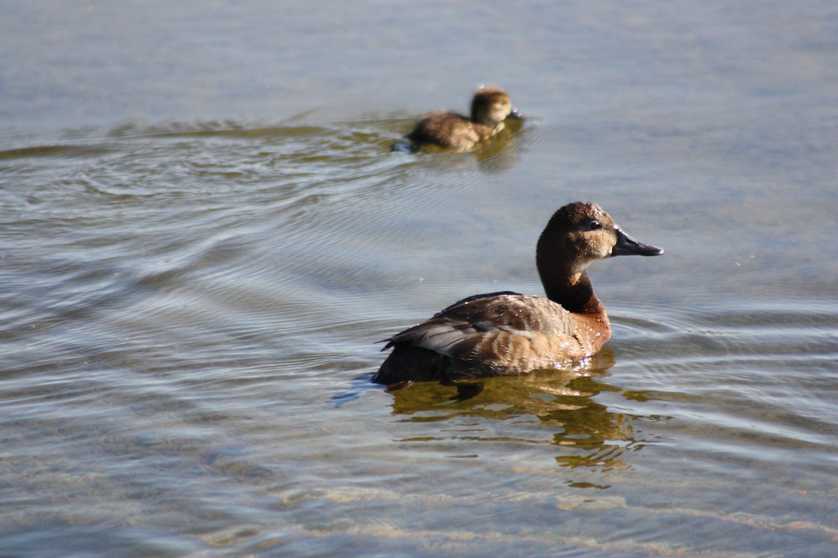 Common Pochard - ML518152851