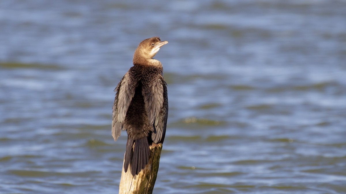 Pygmy Cormorant - ML518153771