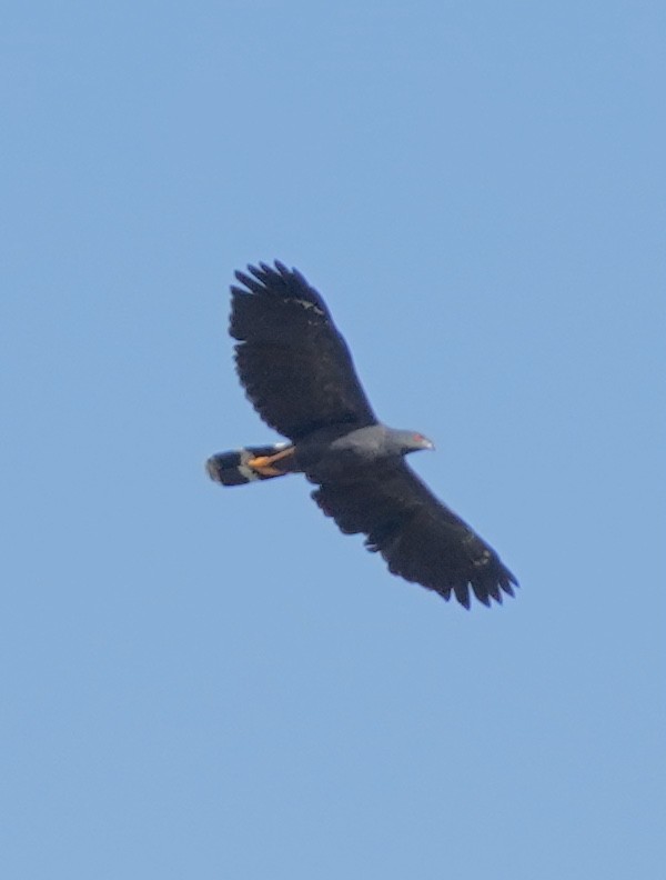 Crane Hawk - ML518154111