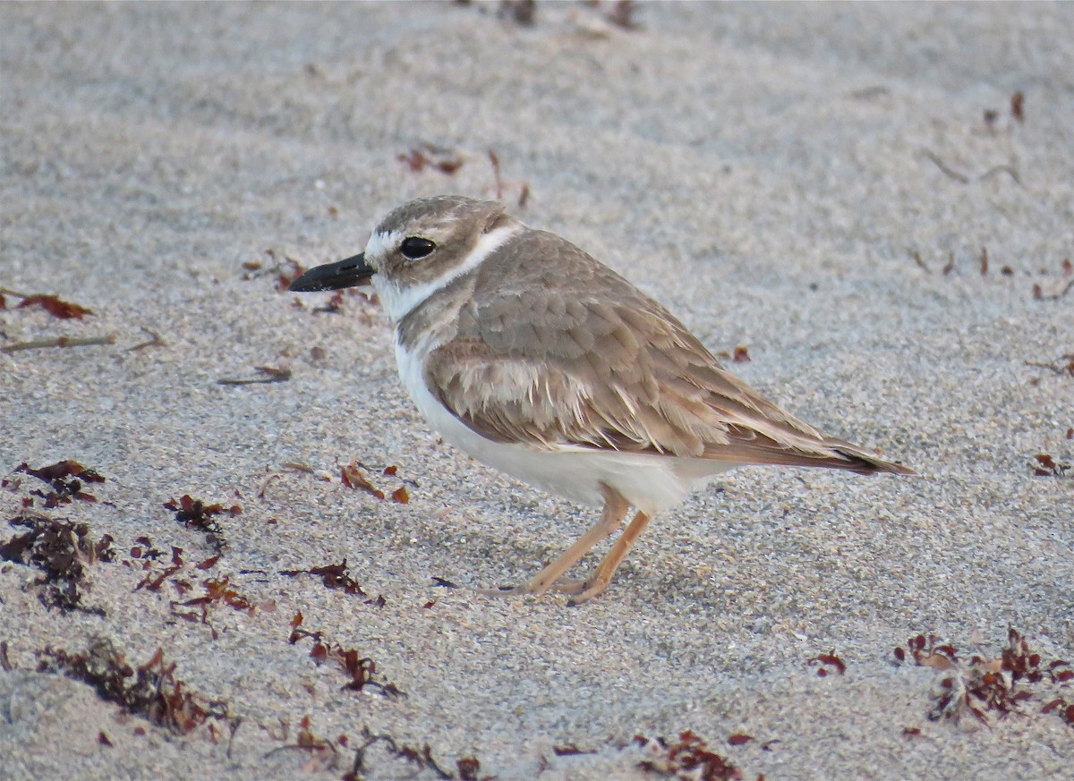 Wilson's Plover - ML51815461