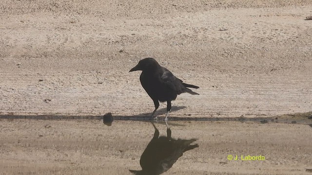 Carrion Crow - ML518155941