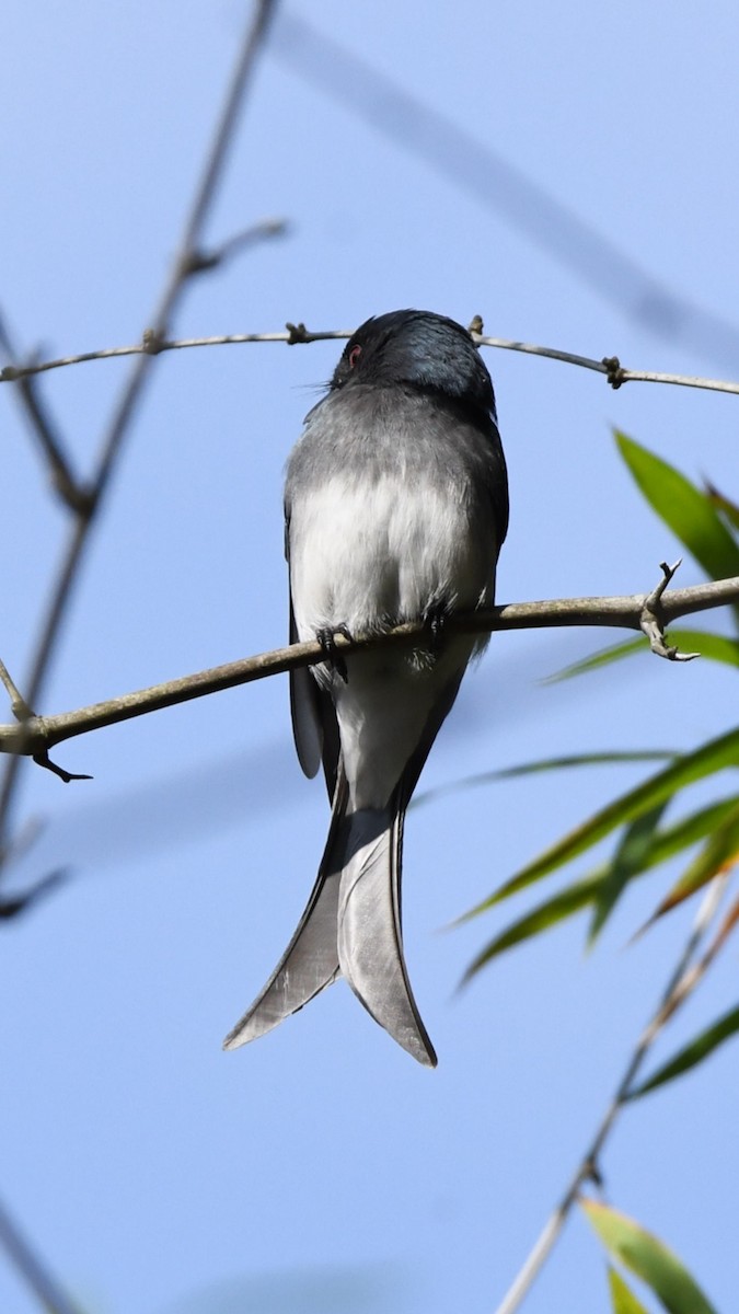 White-bellied Drongo - ML518156671