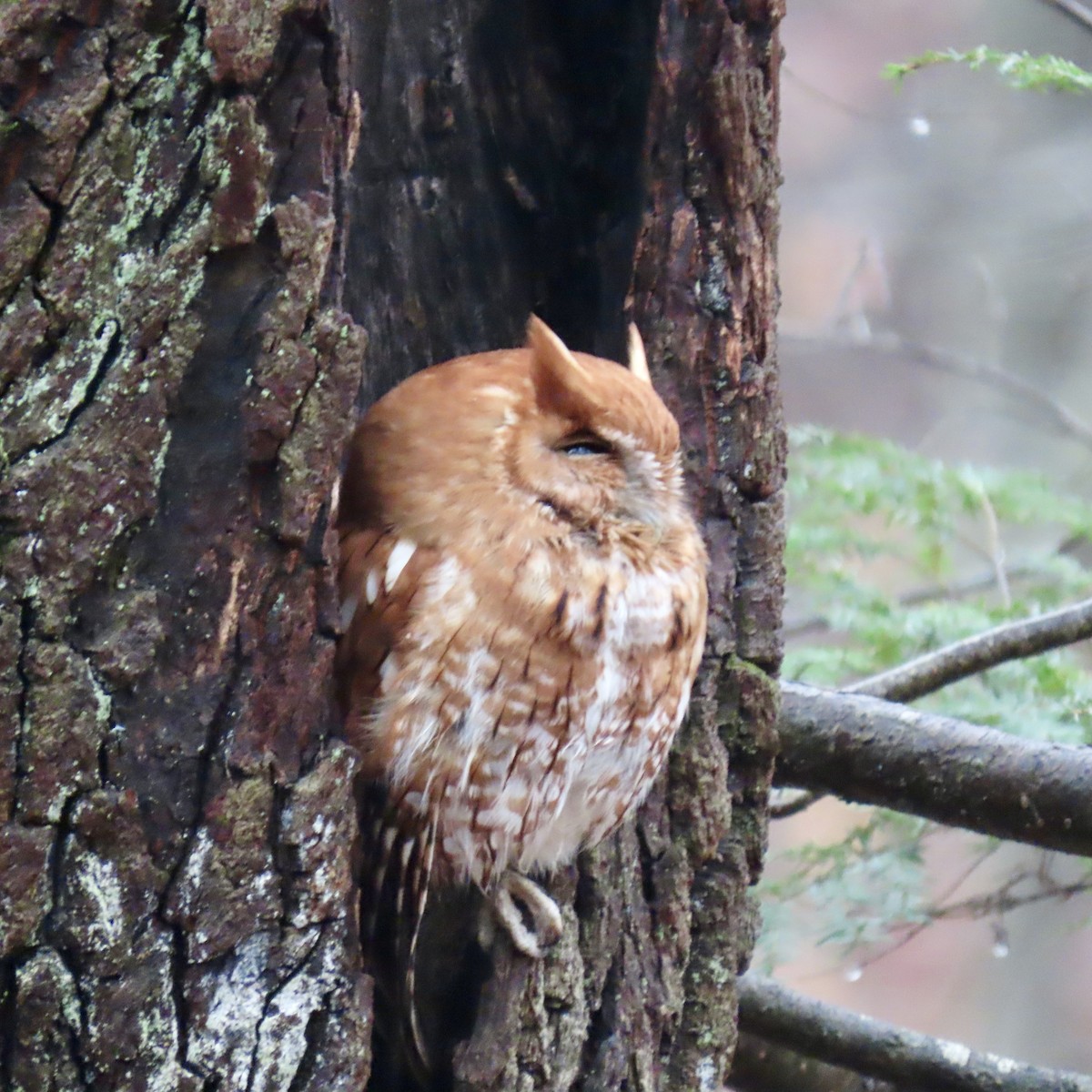 Eastern Screech-Owl - Kathryn Barrow