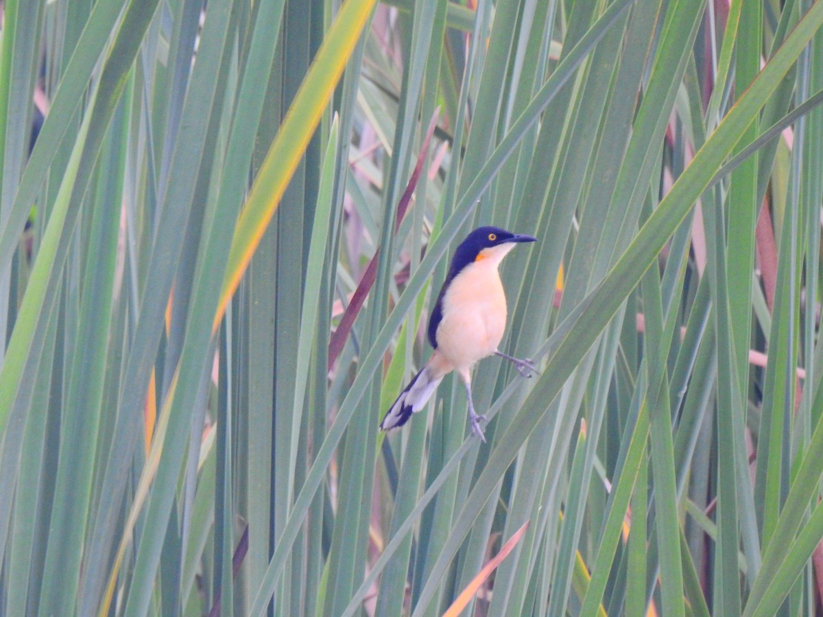 Black-capped Donacobius - Edwin Munera