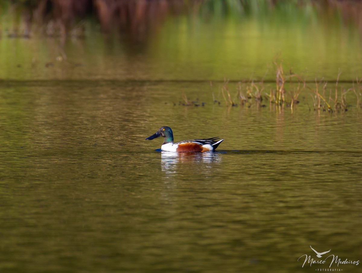 Northern Shoveler - ML518158661