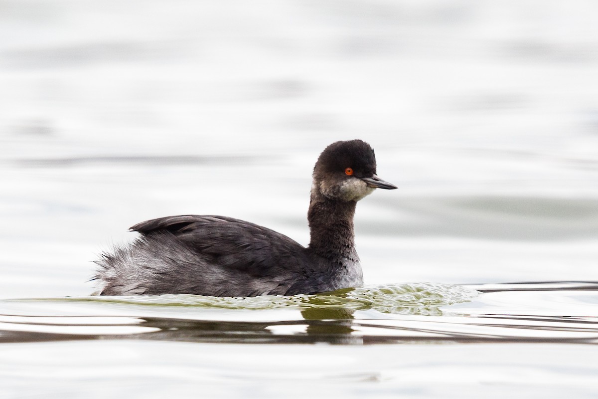 Eared Grebe - Ryan Sanderson