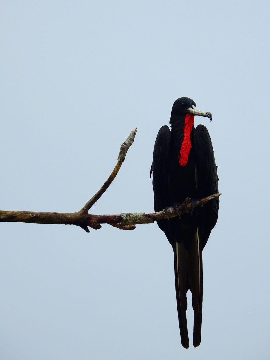 Magnificent Frigatebird - ML518158821