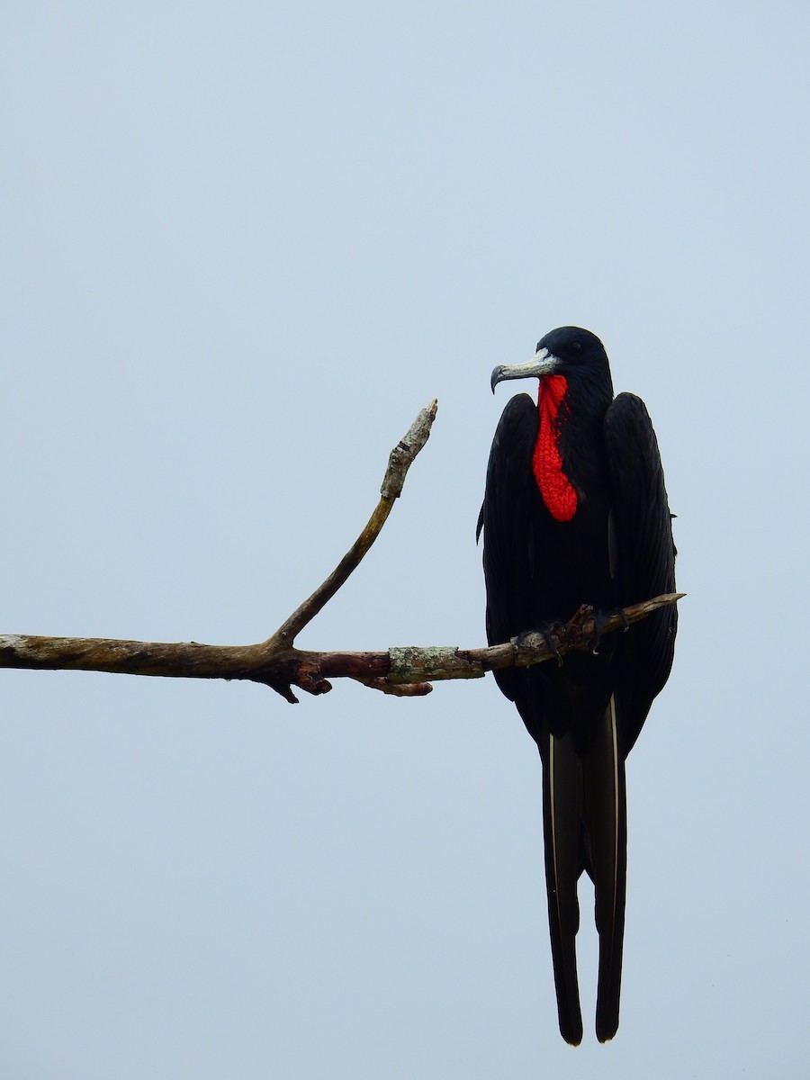 Magnificent Frigatebird - ML518158951