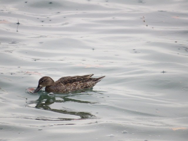 Blue-winged Teal - ML518161301