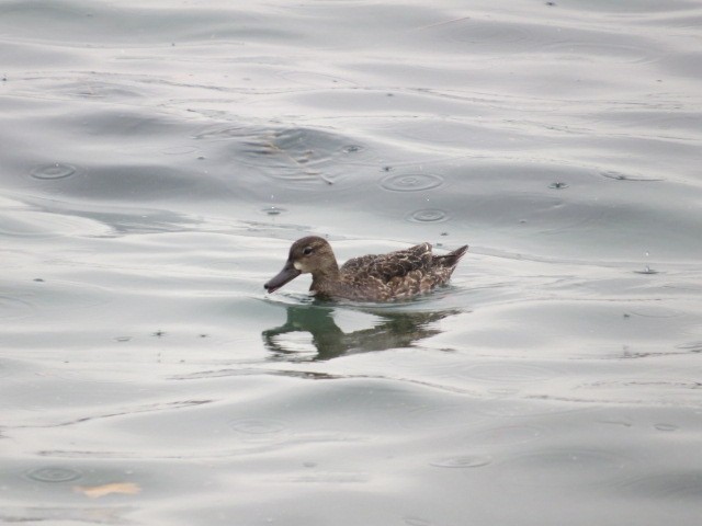 Blue-winged Teal - ML518161321