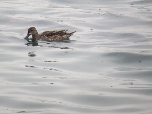 Blue-winged Teal - ML518161331