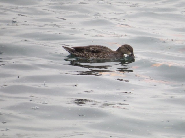 Blue-winged Teal - ML518161351