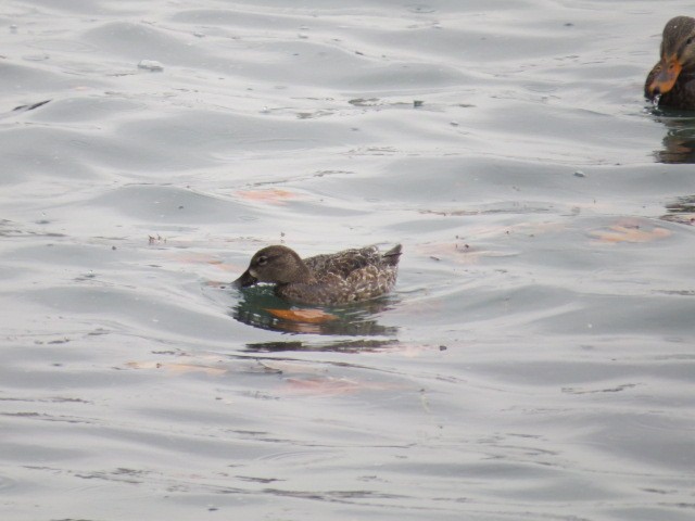 Blue-winged Teal - ML518161361