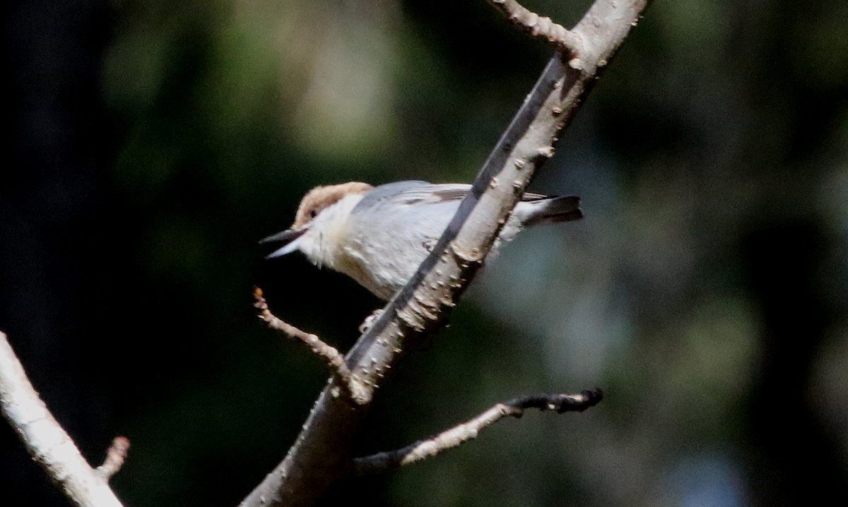 Brown-headed Nuthatch - Jeffrey Blalock