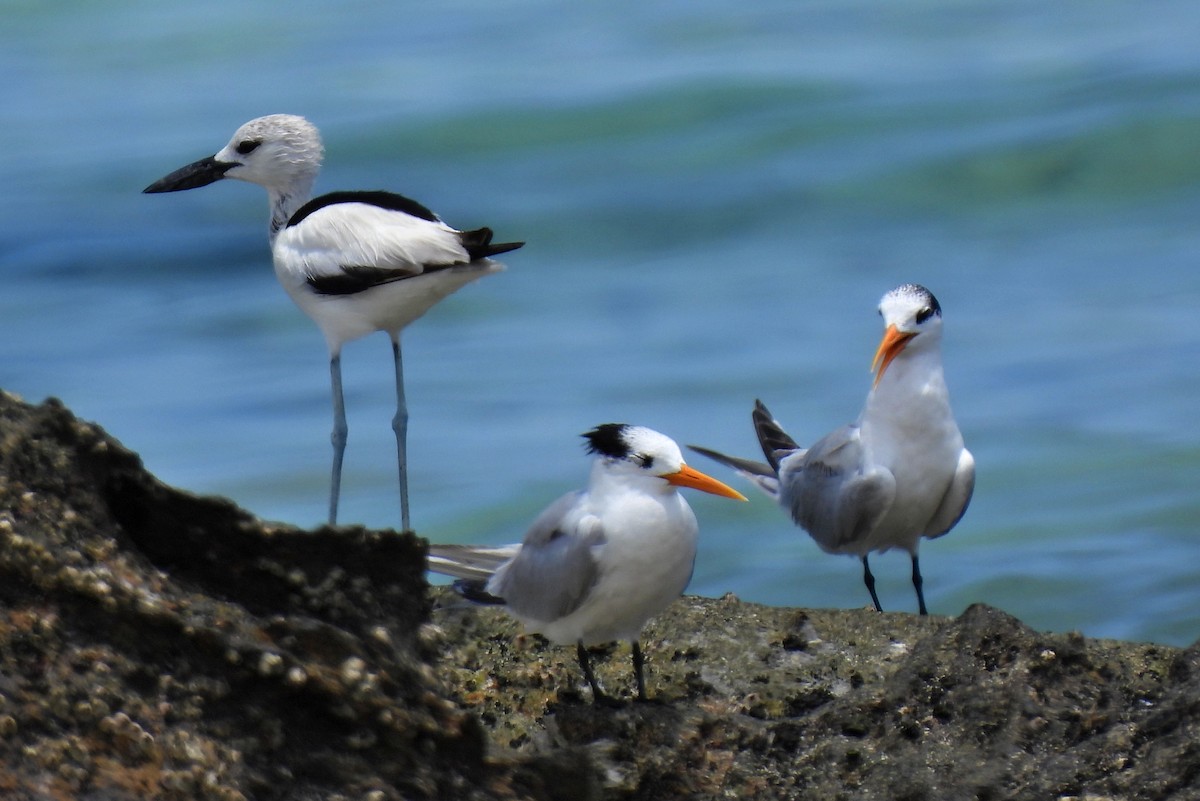 Crab-Plover - Leszek Noga