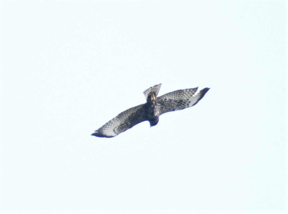 Short-tailed Hawk - ML518163581