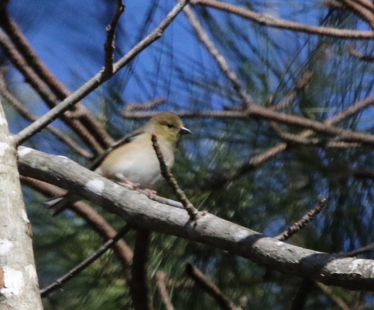 Chardonneret jaune - ML518163911