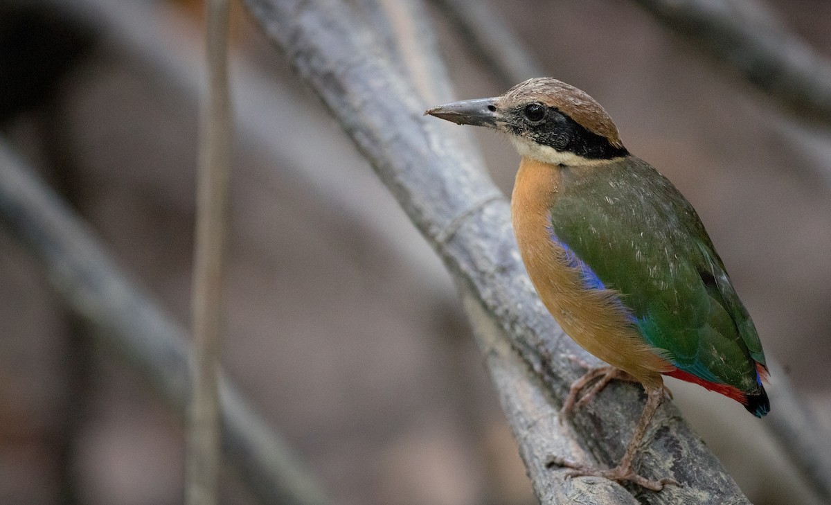 Mangrove Pitta - Ian Davies