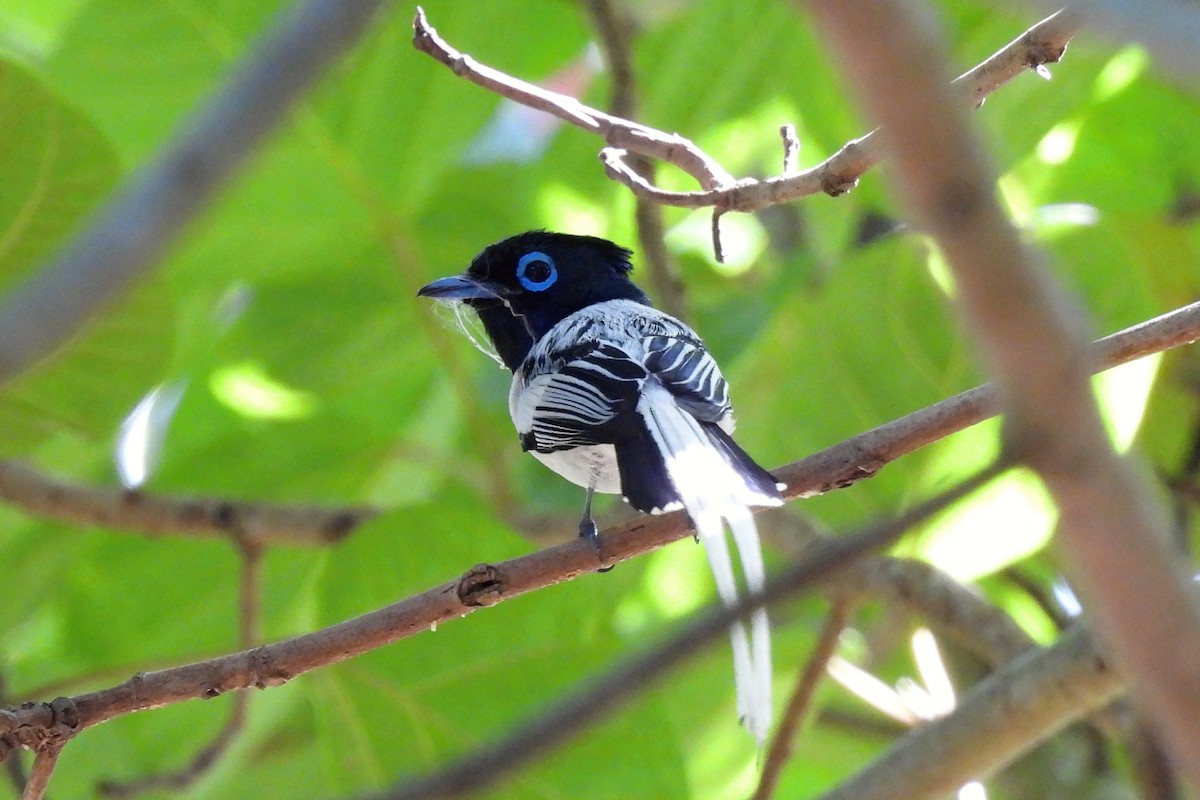 Malagasy Paradise-Flycatcher - ML518164561