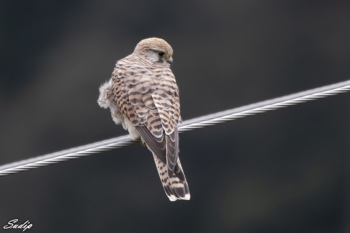 Eurasian Kestrel - ML518164851