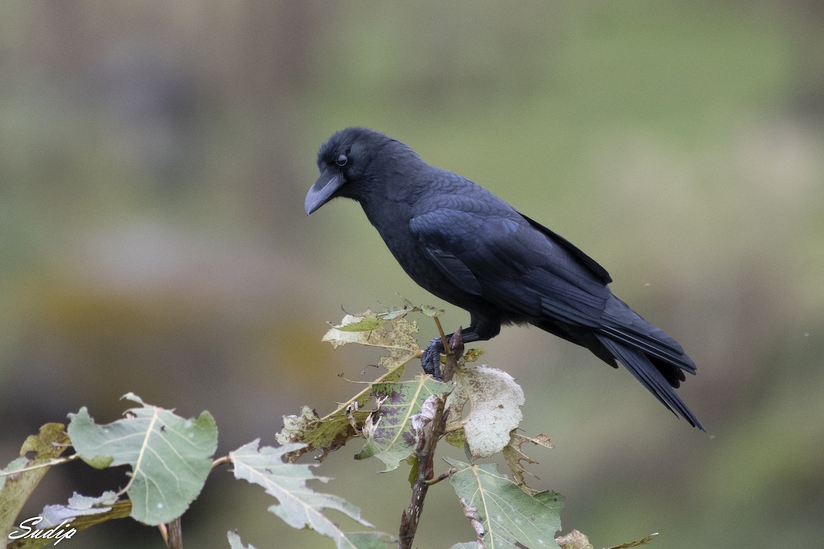 Large-billed Crow - ML518164911