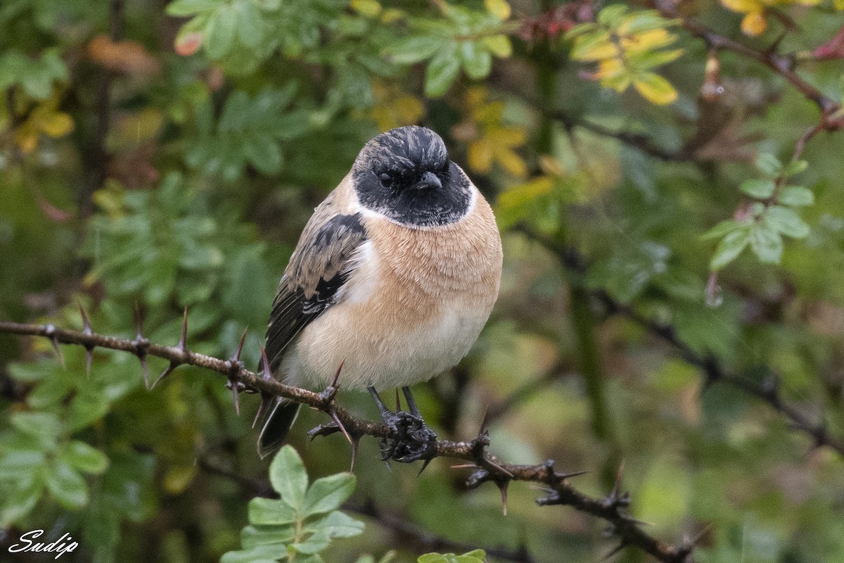 Siberian Stonechat - ML518165081