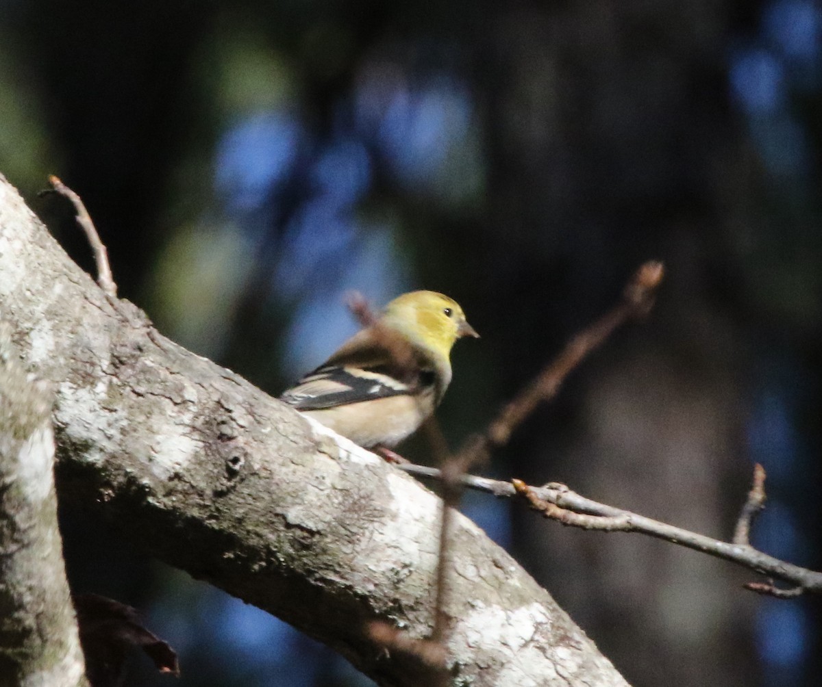 Chardonneret jaune - ML518165201